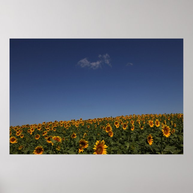 Rolling flowers poster (Front)