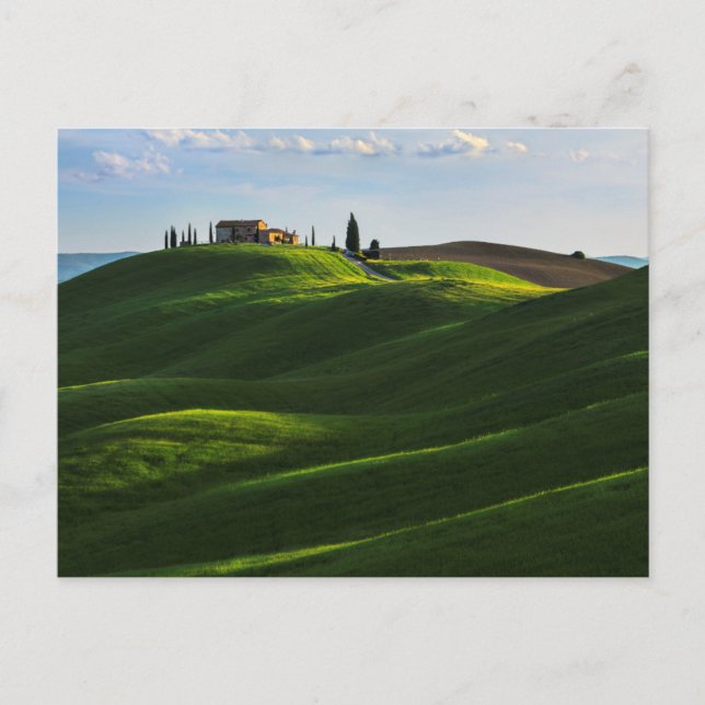 Rolling Hill Near Asciano, Tuscany Postcard (Front)
