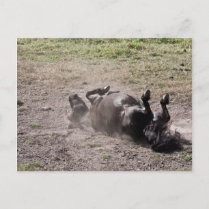 Rolling horse postcard