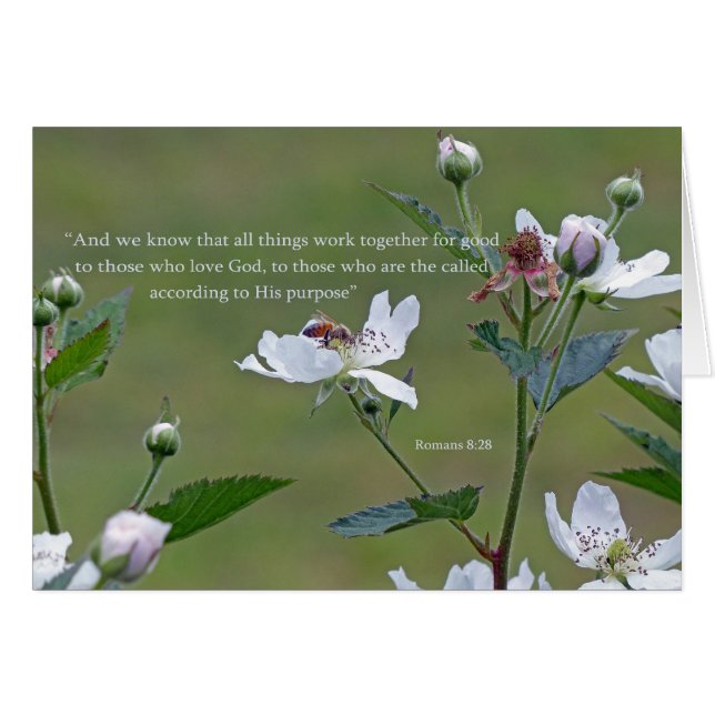 Romains 8:28 (Devant horizontal)