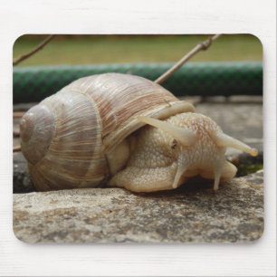 Roman Snail Mouse Mat