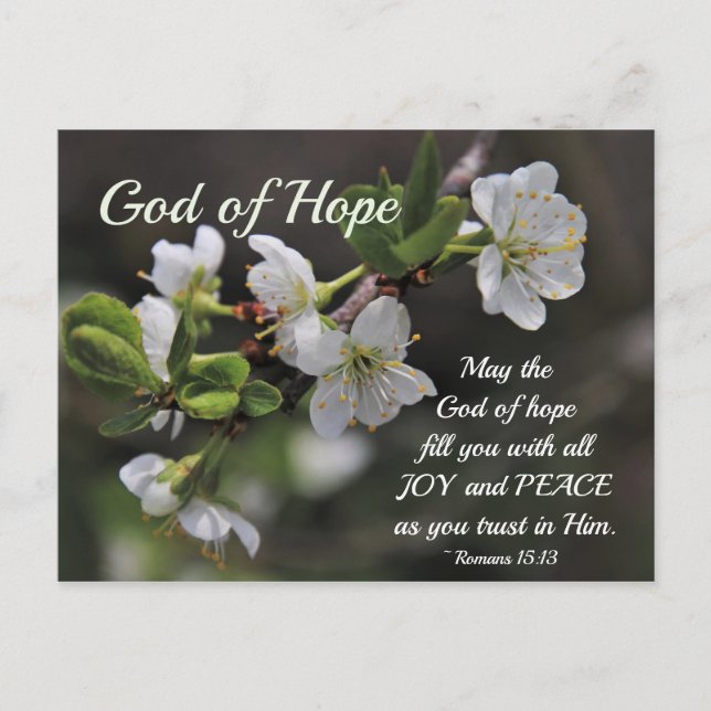 Romans 15:13 God of Hope White Flowers Postcard (Front)