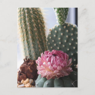 Romans 8:37 Cactus Postcard