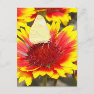 Romantic Butterfly Rose Blossoms Postcard