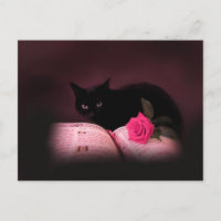 romantic cat book rose postcard