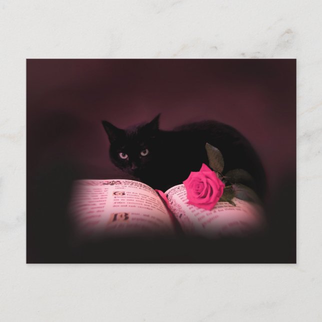 romantic cat book rose postcard (Front)