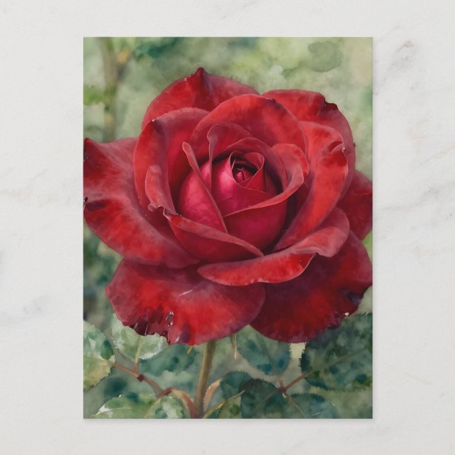 Romantic Deep Red Rose Bloom Postcard (Front)