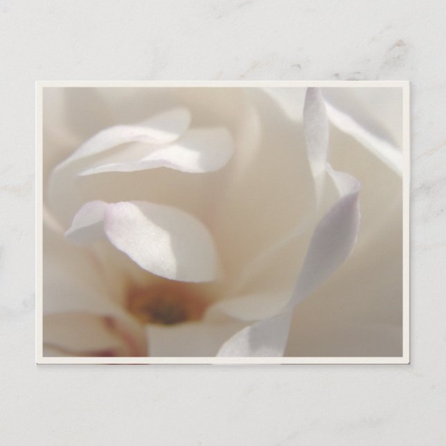 Romantic Ivory Magnolia Save the Date Announcement Postcard (Front)