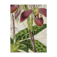 romantic parisian tropical french botanical orchid