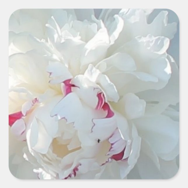 Romantic Peony Square Sticker (Front)