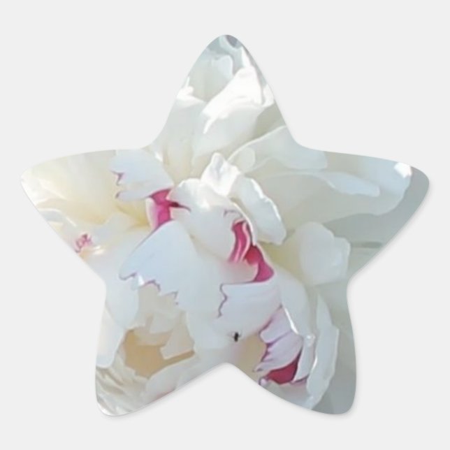 Romantic Peony Star Sticker (Front)