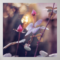 Romantic Pink Rose Buds in Sunset Bokeh Backlight