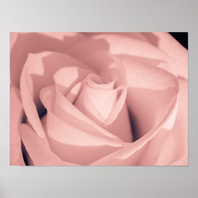 Romantic Pink Rose Flower Archival Art Poster (Front)