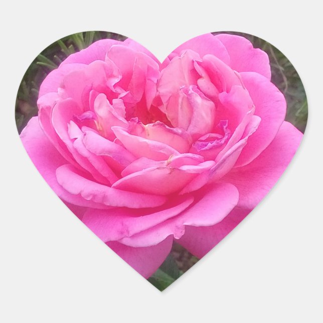 Romantic Pink Rose 'Leonardo Da Vinci'   Heart Sticker (Front)