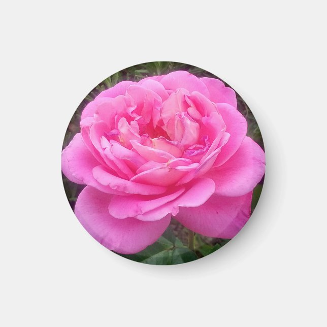 Romantic Pink Rose 'Leonardo Da Vinci'  Magnet (Front)