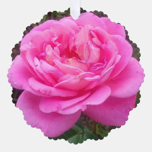 Romantic Pink Rose 'Leonardo Da Vinci' Ornament Card