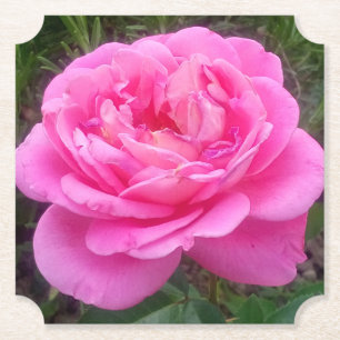 Romantic Pink Rose 'Leonardo Da Vinci' Paper Coaster