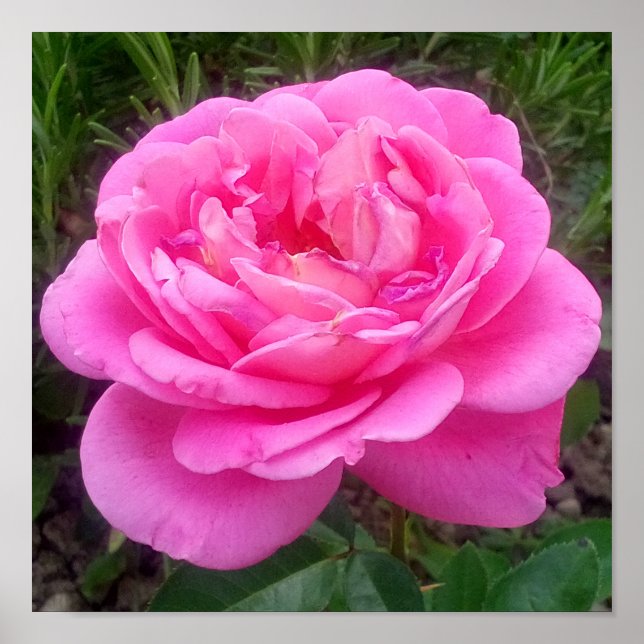 Romantic Pink Rose 'Leonardo Da Vinci'   Poster (Front)