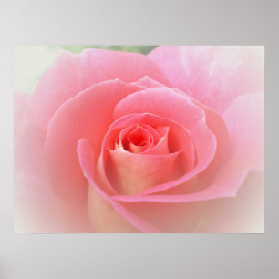 Romantic Pink Rose Print