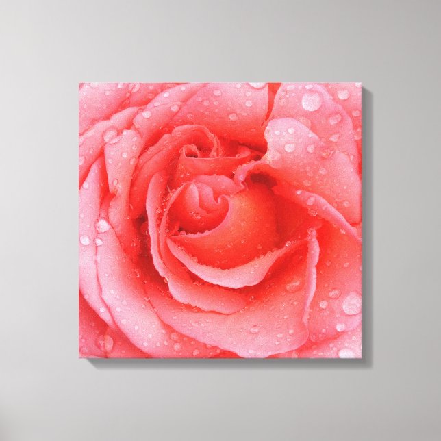 Romantic Pink Rose Water Drops Canvas Print (Front)