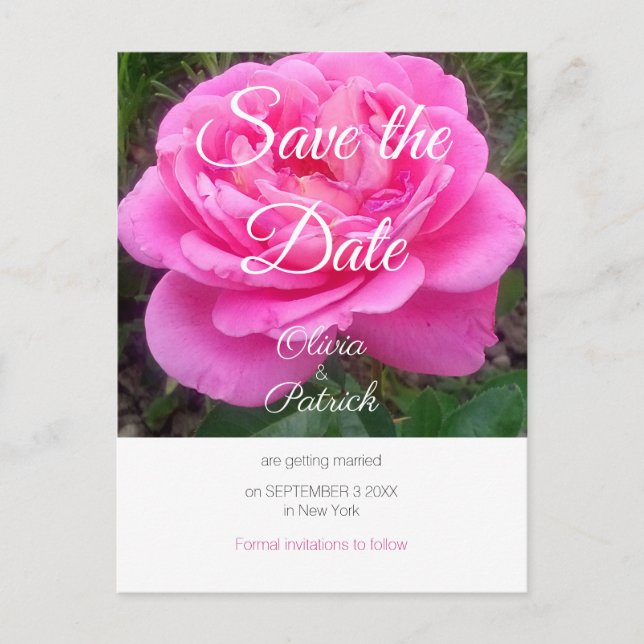 Romantic Pink Rose Wedding Save the Date  Postcard (Front)