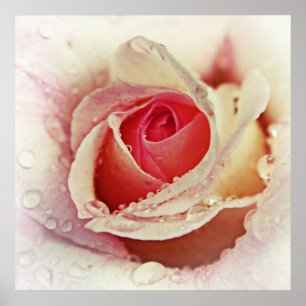 Romantic Pink Rose with Raindrops Flower Macro Poster