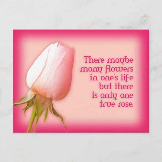 Romantic quote only one rose postcard (Front)