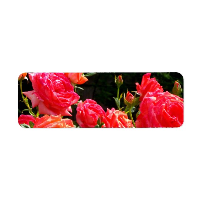 Romantic red orange coral roses floral photo (Front)