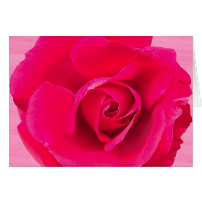 Romantic Red Pink Rose v2 (Front Horizontal)
