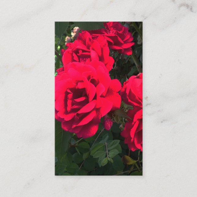 Romantic Red Rose Garden Rosery Enclosure Card (Front)