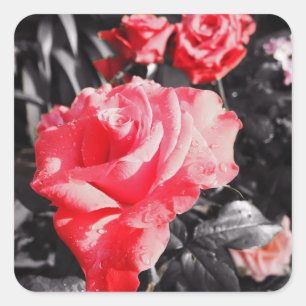 Romantic Red Roses Square Sticker