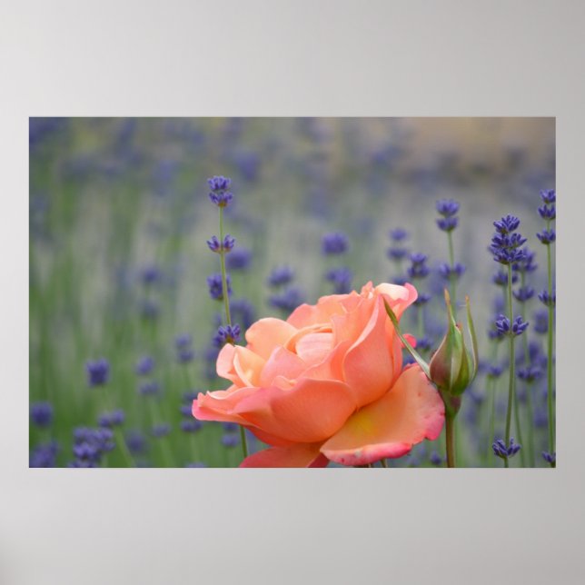 Romantic Rose and Lavender Poster (Front)