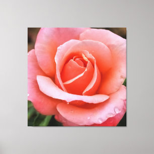Romantic Rose Botanical Art Print