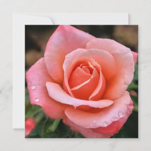 Romantic Rose Botanical Art Print Holiday Card