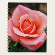 Romantic Rose Botanical Art Print