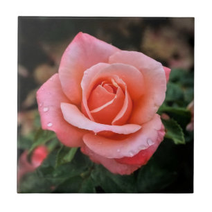 Romantic Rose Botanical Art Print Tile