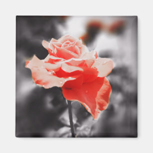 Romantic Rose Flowers #3 Magnet
