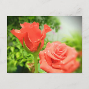 Romantic Rose Flowers Postcard