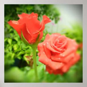 Romantic Rose Flowers Poster