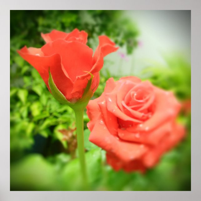 Romantic Rose Flowers Poster (Front)