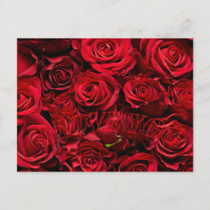 Romantic rose love valentine's day postcard 