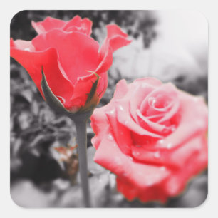 Romantic Roses Square Sticker