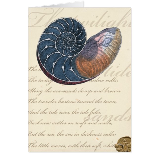 Romantic Seashell (Front)