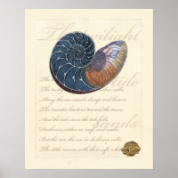 Romantic Seashell