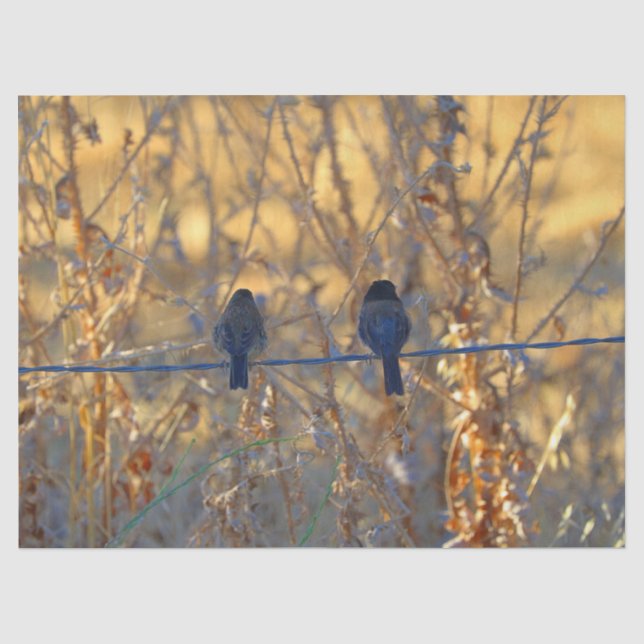 Romantic sparrow bird couple on a wire, Photo Tissue Paper (Front)