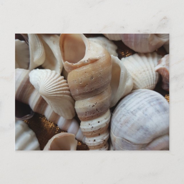Romantic Tropical Exotic Sea Shells Beach Love Postcard (Front)