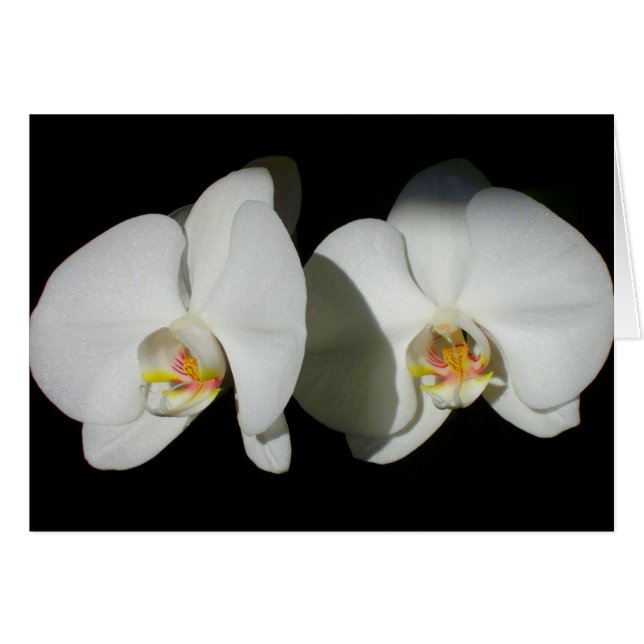 Romantic White Orchids, tropical floral photo (Front Horizontal)