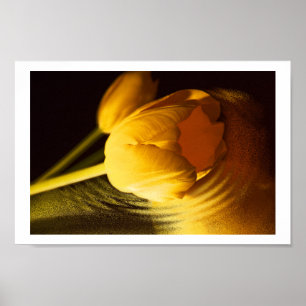 Romantic Yellow Tulip Poster