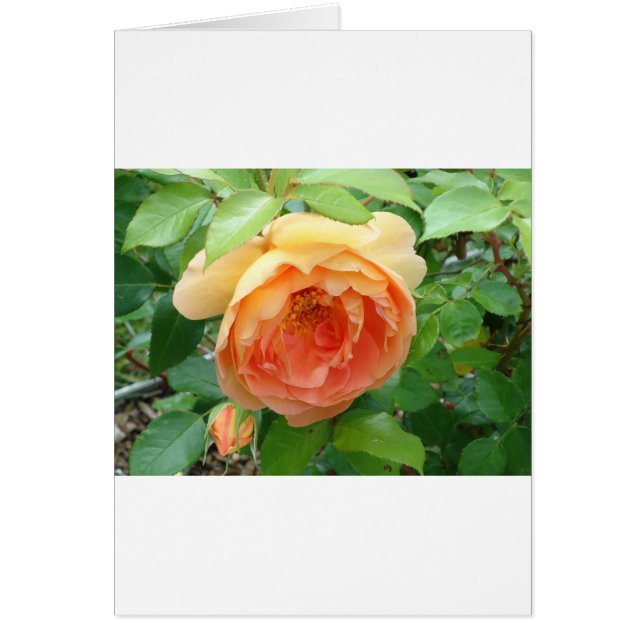 Romantique élégant Rose orange (Devant)