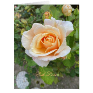 Romantique Orange Rose Fleur Photographie Floral